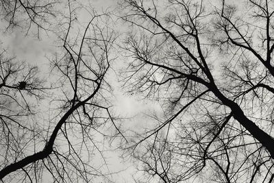 Low angle view of bare trees against sky