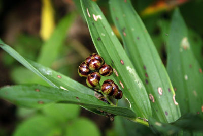 Close-up of housefly on leaf