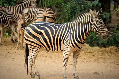 Zebras standing in zebra