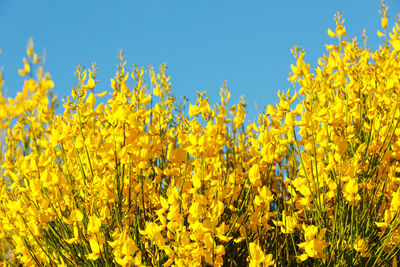 Yellow flowering plants on field against sky