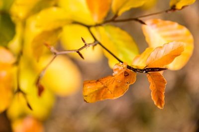 Close-up of yellow maple leaves on plant