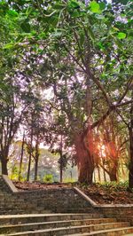 tree