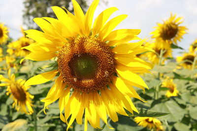 flower