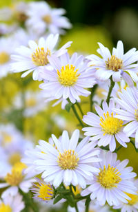 Close-up of white flowering plants