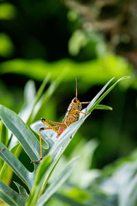 Close-up of insect on plant