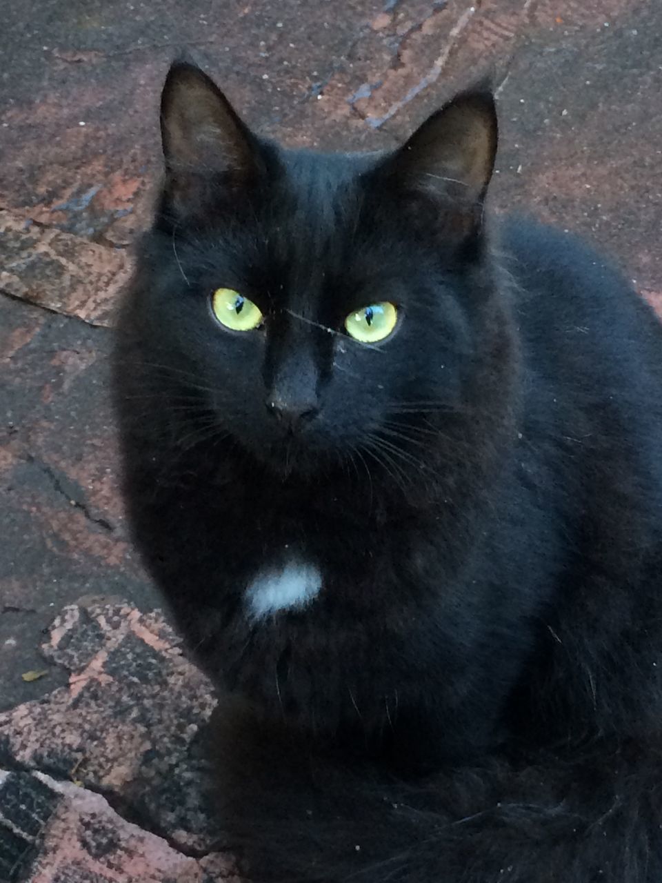 HIGH ANGLE PORTRAIT OF BLACK CAT ON COBBLESTONE