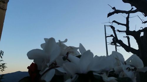 Low angle view of plants against clear sky