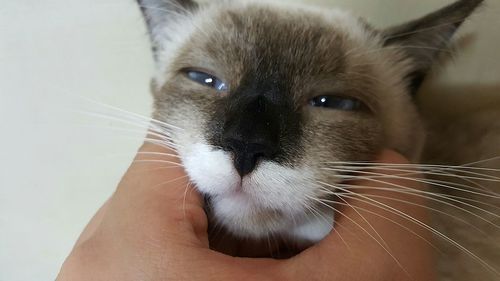 Close-up of sleepy kitten