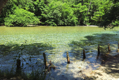 Scenic view of lake in forest