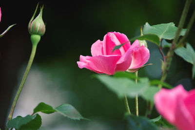 Close-up of pink rose