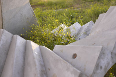 High angle view of white flowers on field