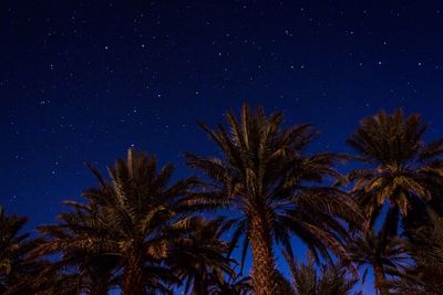 Low angle view of palm trees against blue sky