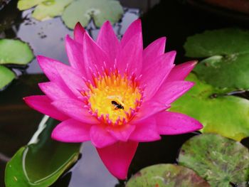 Close-up of bee on pink water lily