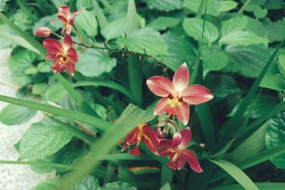 Close-up of red flowers blooming outdoors