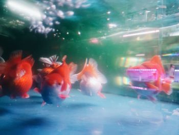 Fish swimming in sea