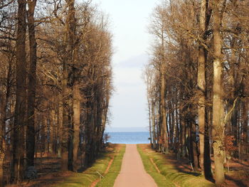 Footpath amidst trees against sky