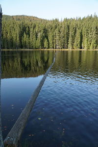 Scenic view of lake in forest against sky