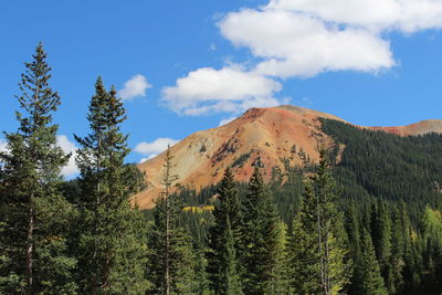 Scenic view of forest against blue sky