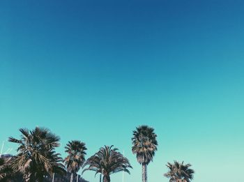 Low angle view of trees against clear blue sky