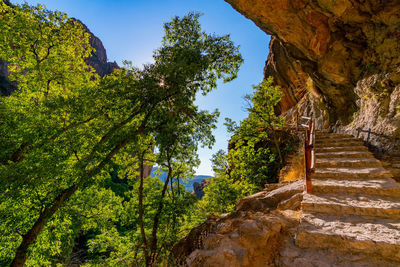 Low angle view of steps amidst trees against sky