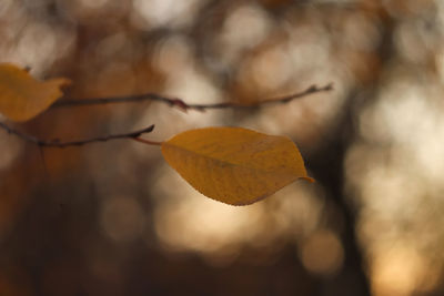 leaf