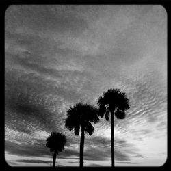 Low angle view of palm trees against cloudy sky