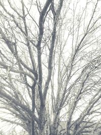 Low angle view of bare trees