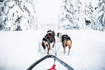 Dog on snowy field during winter