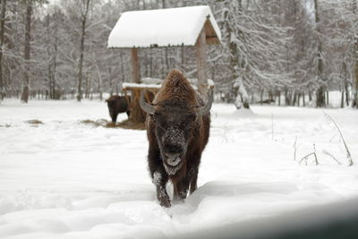 Bison walking on snow covered field