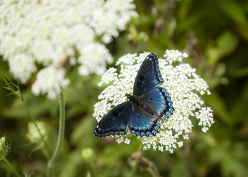 Close-up of butterfly on purple flower