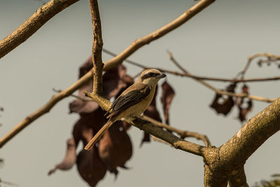 Close-up of bird perching on branch