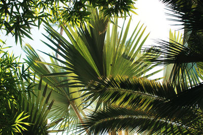 Low angle view of palm tree against sky