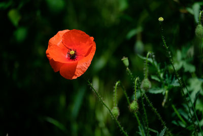 Close-up of red poppy flower