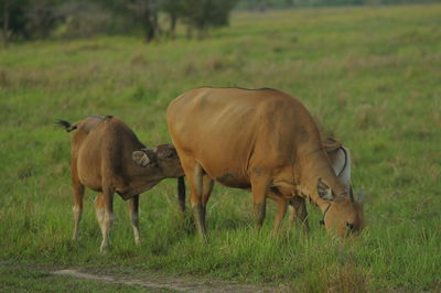 Horses standing in field