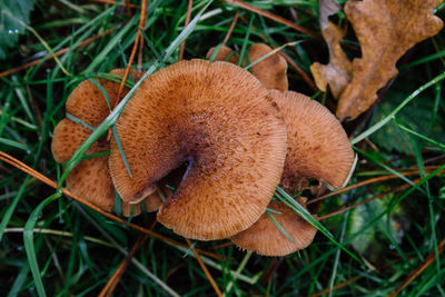 Close-up of mushrooms on field