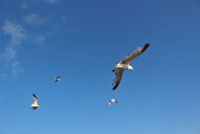 Low angle view of seagulls flying