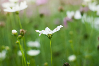 Close-up of white flowering plant