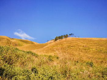 Scenic view of field against clear blue sky