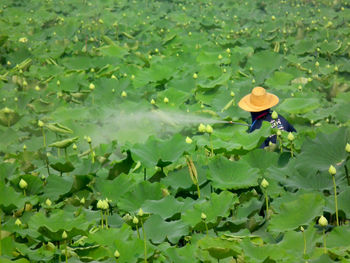 Scenic view of green plants