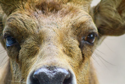 Healthy deer in a national park