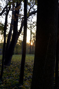 Trees in forest