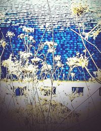 Close-up of plants against blue wall