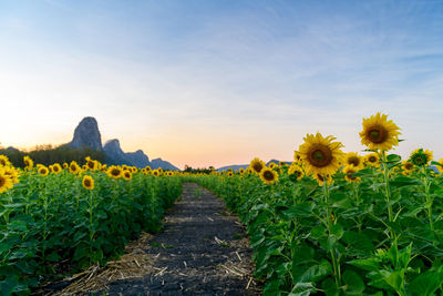 Beautiful sunflower field with mountain and sunset sky at lop buri, thailand