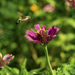 Close-up of insect on pink flower