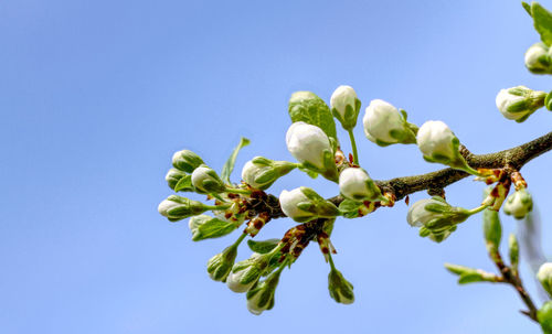 Low angle view of flowering plant against clear blue sky