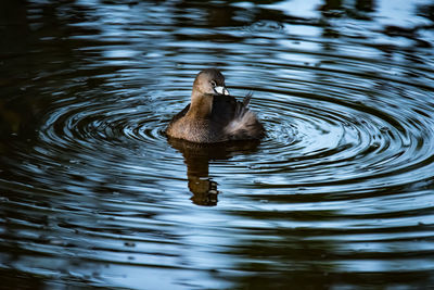 High angle view of duck swimming in lake