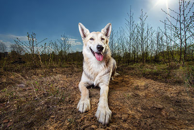 Portrait of a dog on field