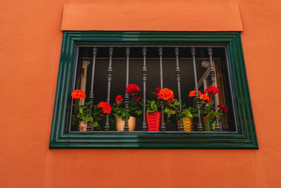 Pots with red flowers in a building window.