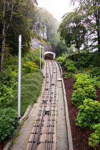 Railroad tracks amidst trees in forest