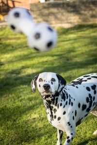 Portrait of dog on field